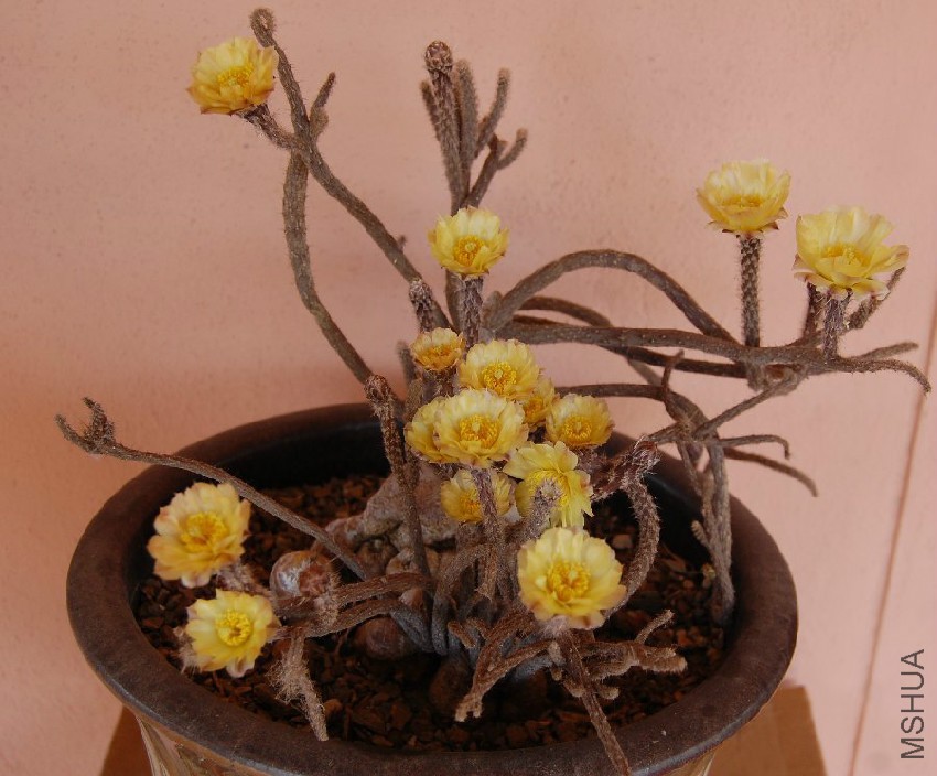 Pterocactus tuberosus01.jpg