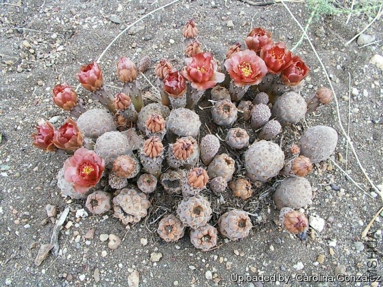 Pterocactus_araucanus_23302_l.jpg