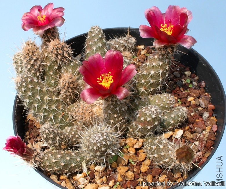 Pterocactus_fischeri_7096_l.jpg
