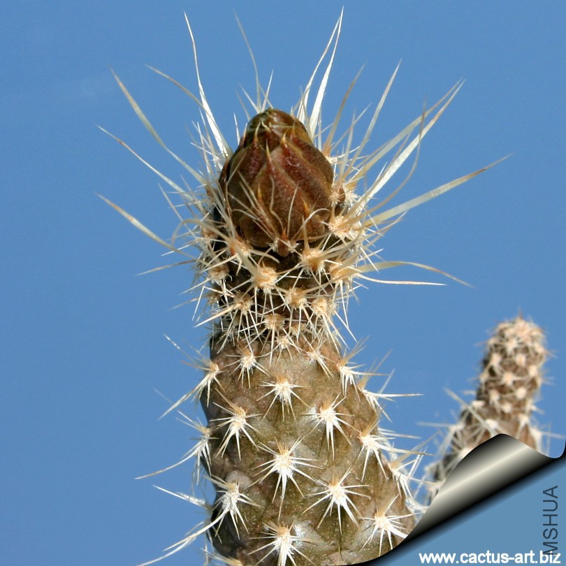 Pterocactus_fischeri_bud_810.jpg