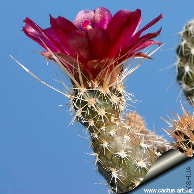 Pterocactus_fischeri_fl_sd_810.jpg