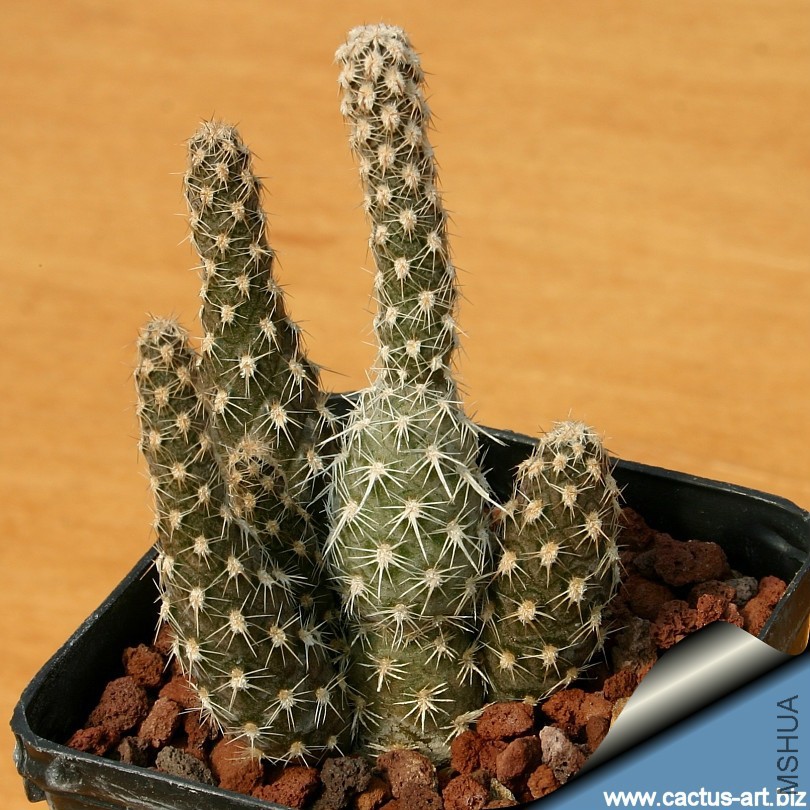 pterocactus_fischeri_sd_810.jpg