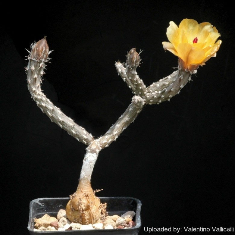 Pterocactus_kuntzei_16270_l.jpg