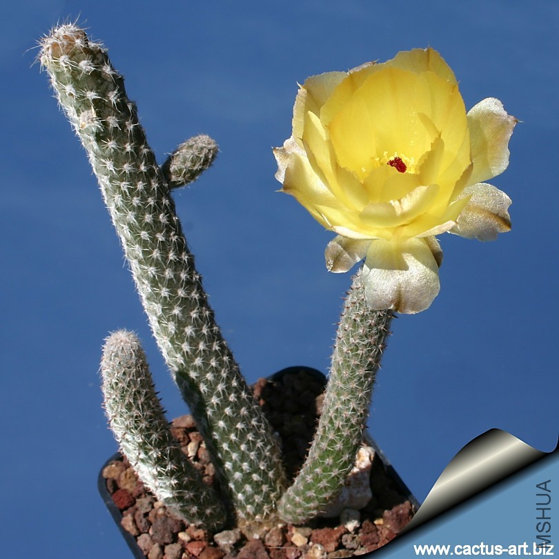 Pterocactus_megliollii_blooming_810.jpg