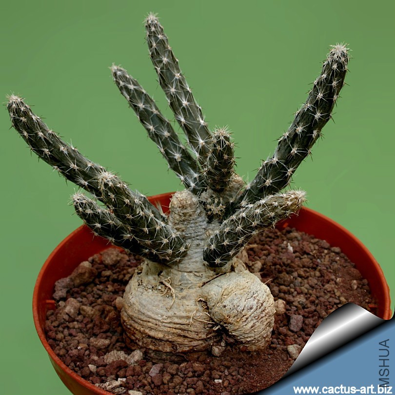 Pterocactus_tuberosus_caudex_810.jpg