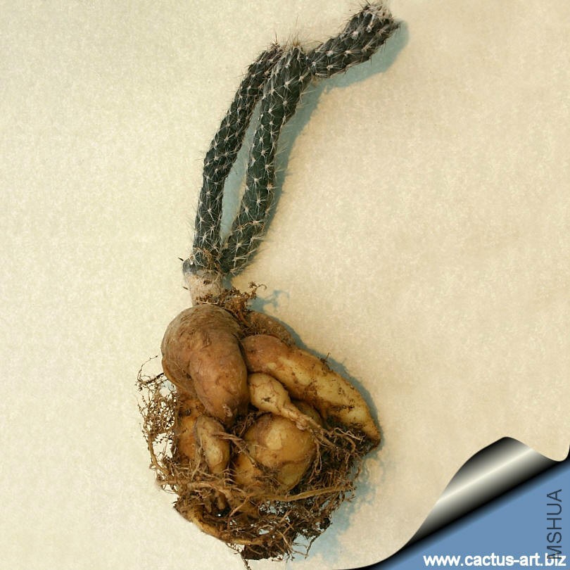 Pterocactus_tuberosus_roots_810.jpg