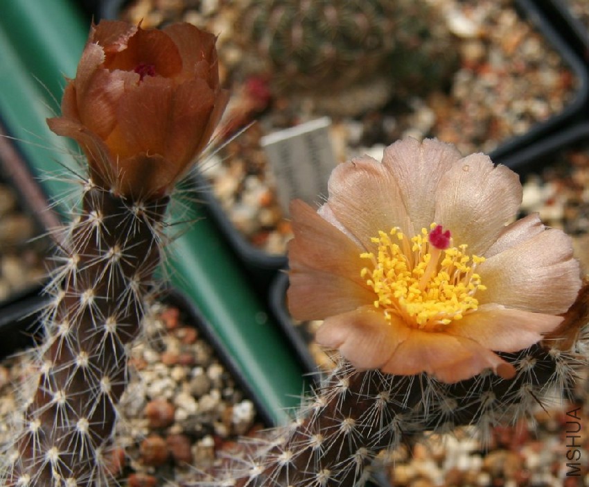 Pterocactus_valentinii.jpg