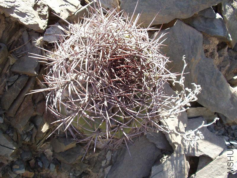 Pyrrhocactus andreanus 2-2.jpg