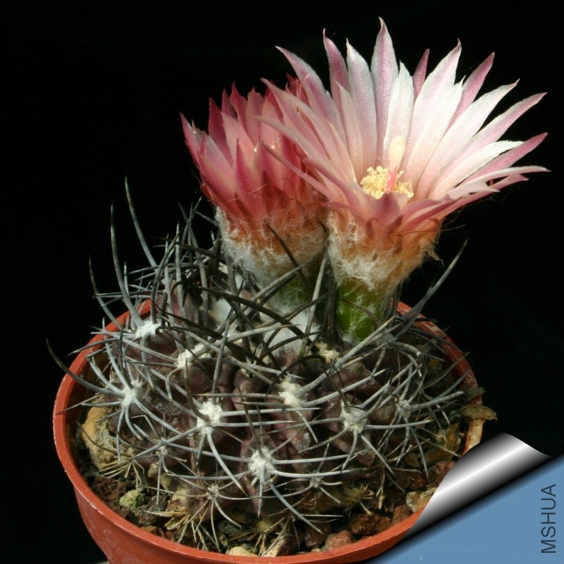 Pyrrhocactus Curvispinus ZJ251.jpg