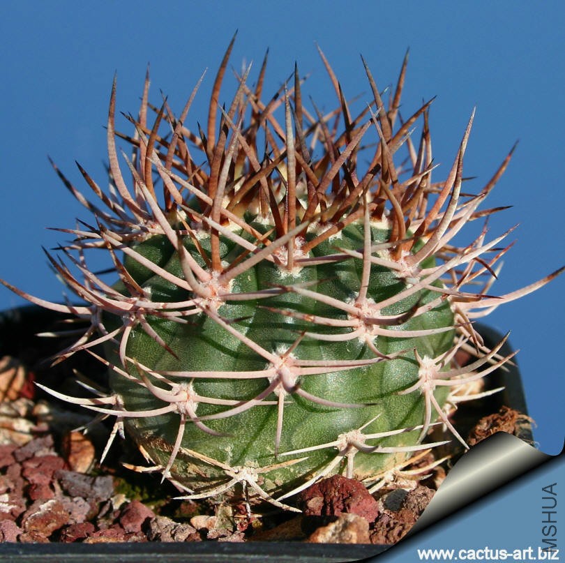 Pyrrhocactus_bulbocalyx_young_810.jpg