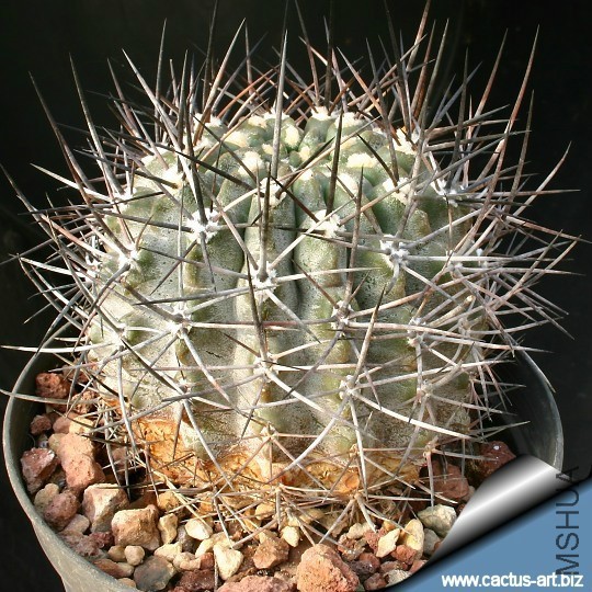 Pyrrhocactus_curvispinus_var__combarbalensis_13613_l.jpg