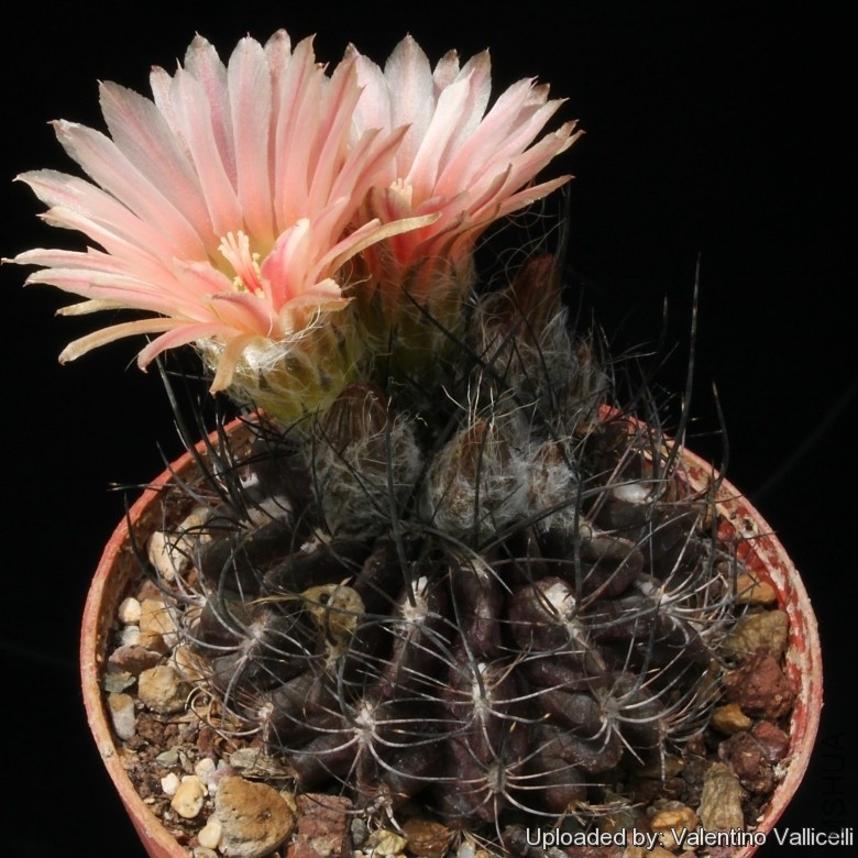 Pyrrhocactus_neohankeanus_f__woutersianus_7589_l.jpg