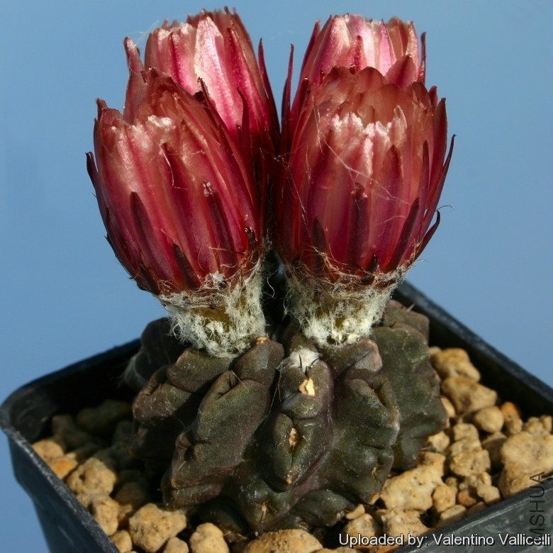 Pyrrhocactus_philippianus_13527_l.jpg
