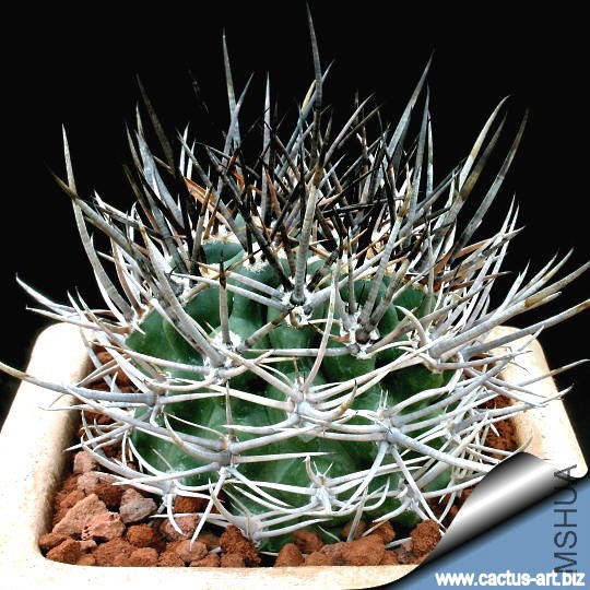 Pyrrocactus_strausianus_540.jpg