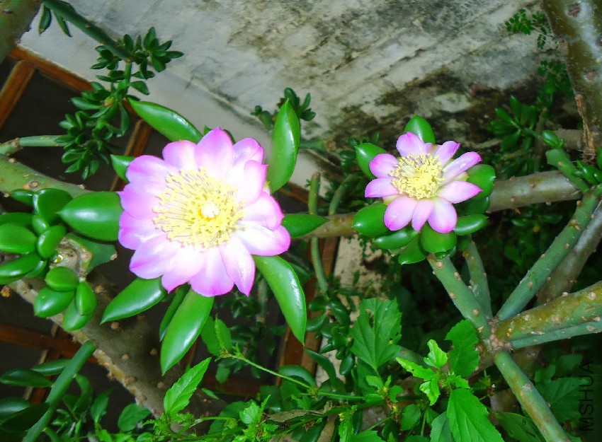 quiabentia verticillata h.JPG