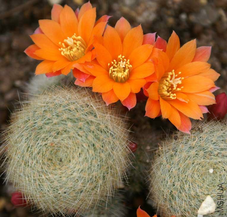 Rebutia Flavistyla FR756.jpg