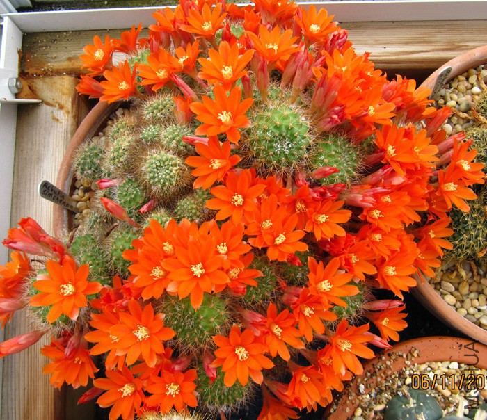Rebutia simoneana.jpg