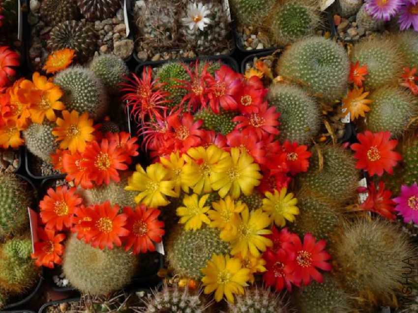 Rebutia.jpg