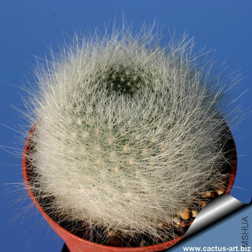 Rebutia_albipilosa_810.jpg