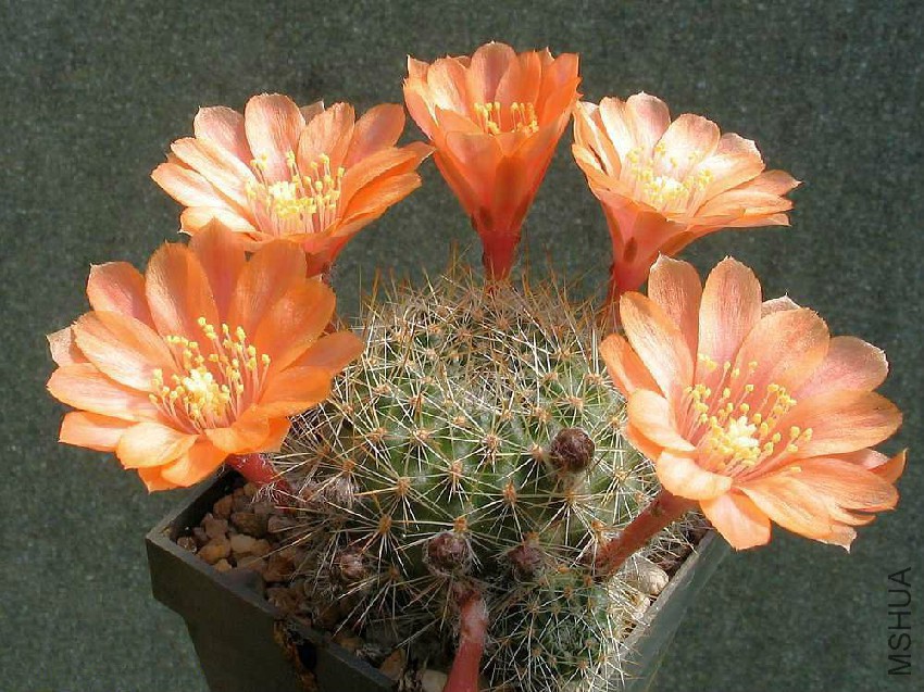 Rebutia_buiningiana_1.jpg