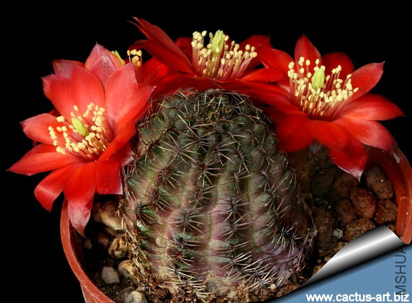 Rebutia_colorea_810.jpg