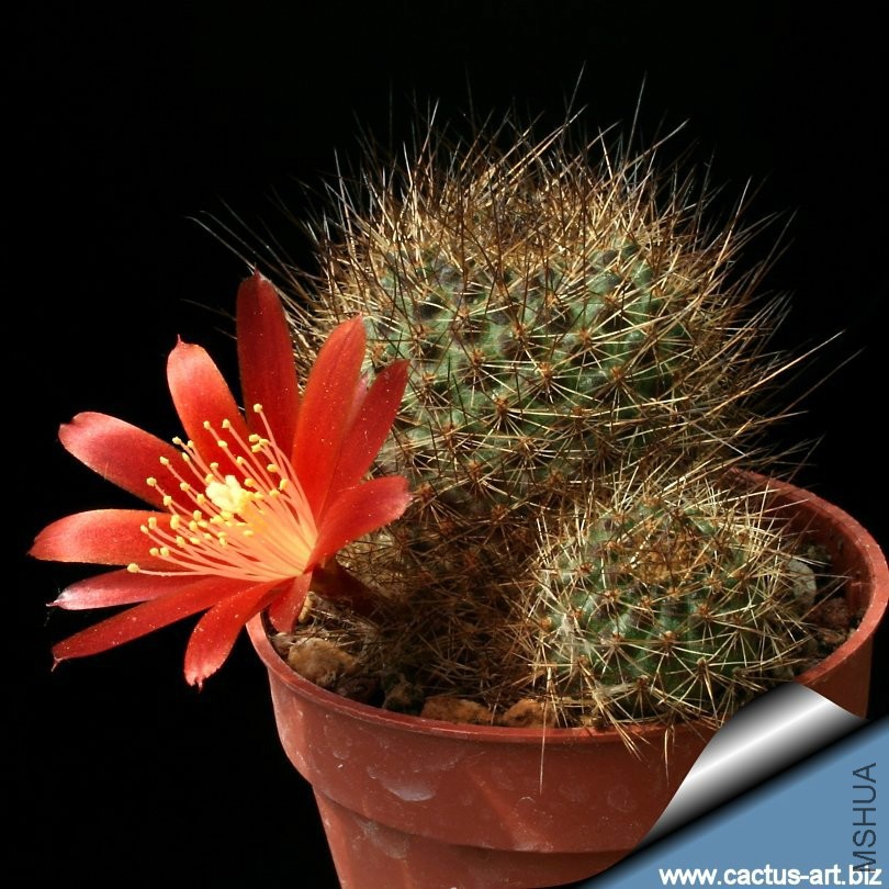 Rebutia_fulviseta_810.jpg