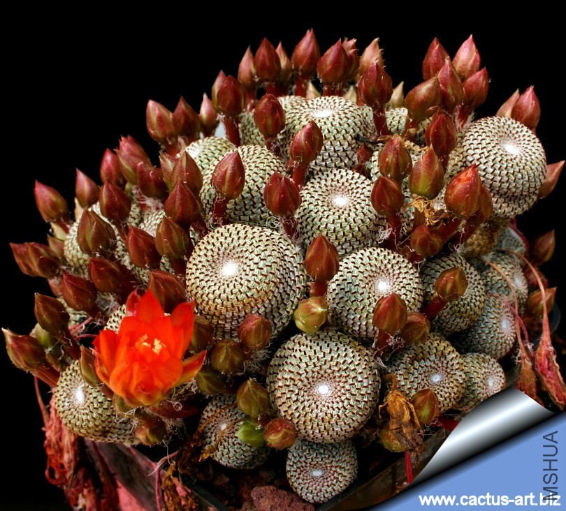 Rebutia_heliosa_01_810.jpg
