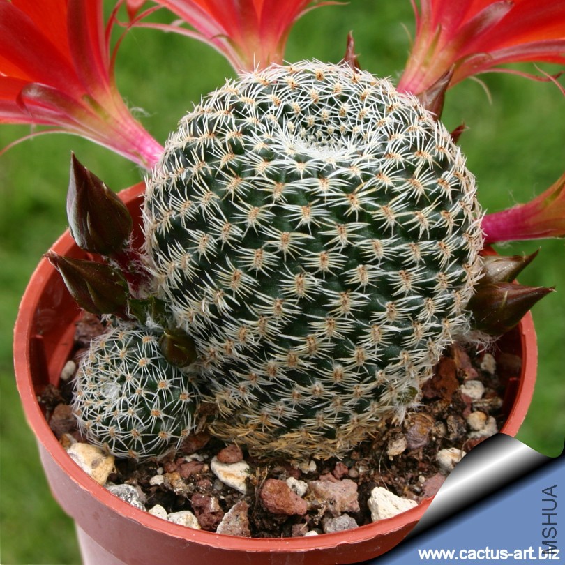 Rebutia_heliosa_cajasensis_03_810.jpg