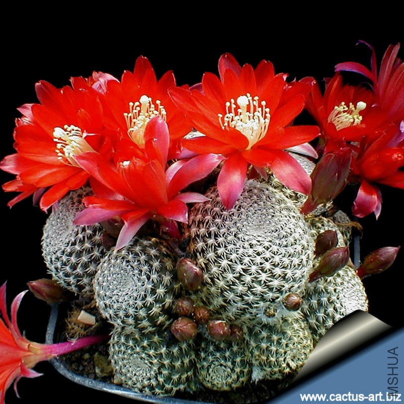 Rebutia_helisa_melanistes_KK849_810.jpg