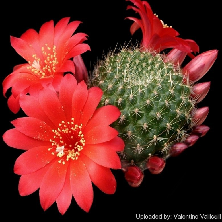 Rebutia_krainziana_11264_l.jpg