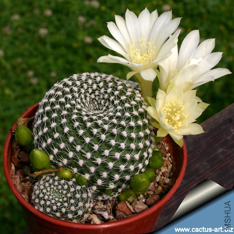 Rebutia_krainziana_albiflora_810.jpg