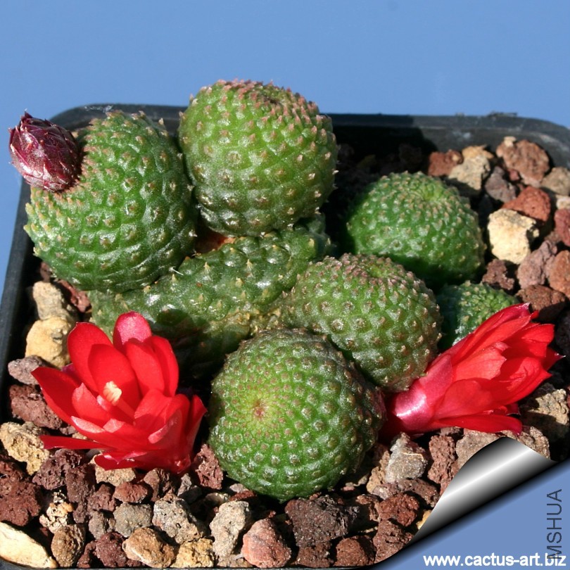 Rebutia_krainziana_inermis_02_810.jpg