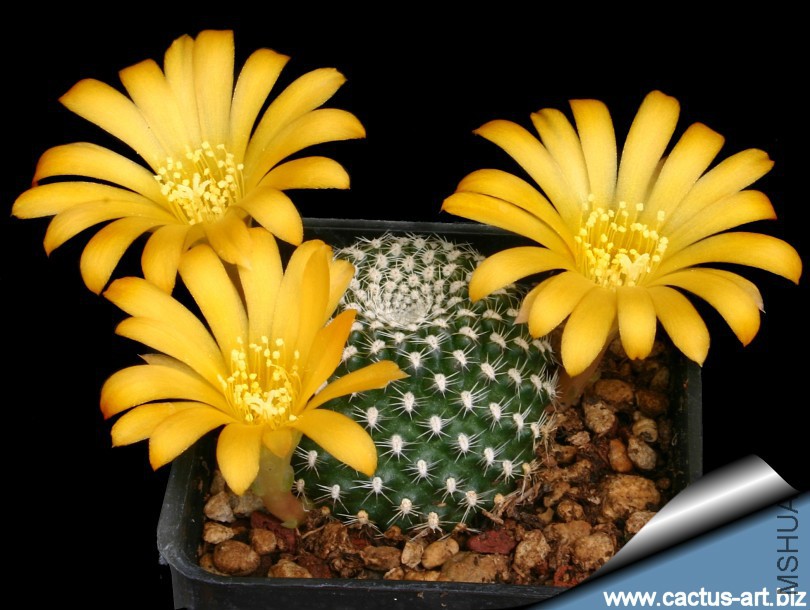 Rebutia_krainziana_yellow_810.jpg