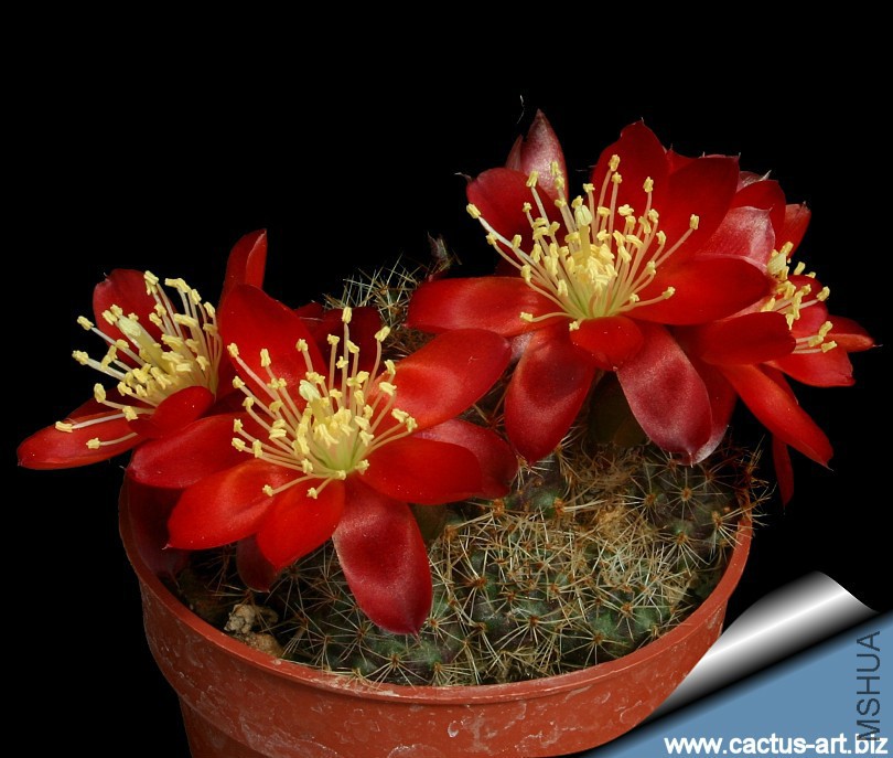 Rebutia_kupperiana.jpg