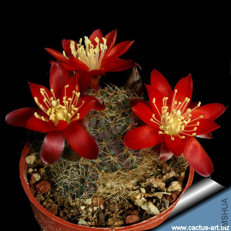 Rebutia_kupperiana_fl.jpg