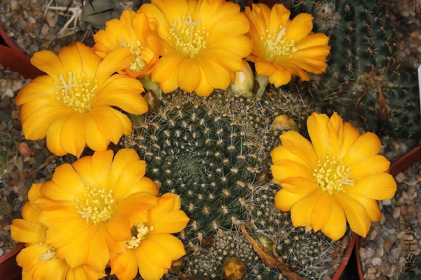 Rebutia_marsoneri_pm.jpg