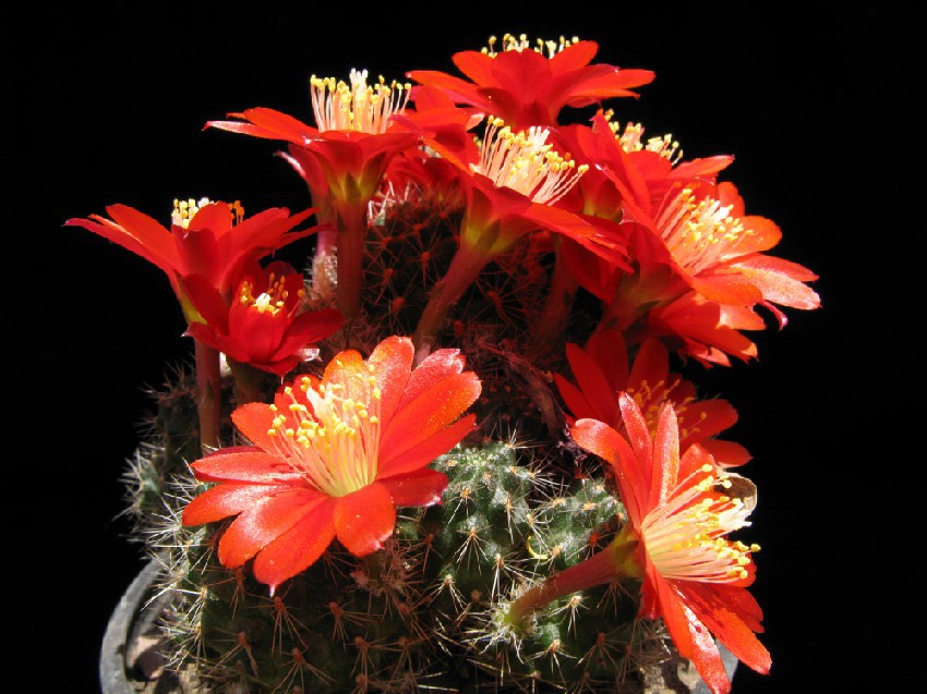 Rebutia_nigricans.jpg