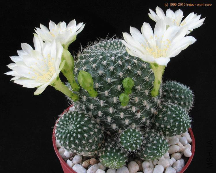 rebutia-krainz-albif-body-__2.jpg