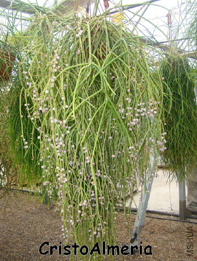 Rhipsalis aculeata .jpg