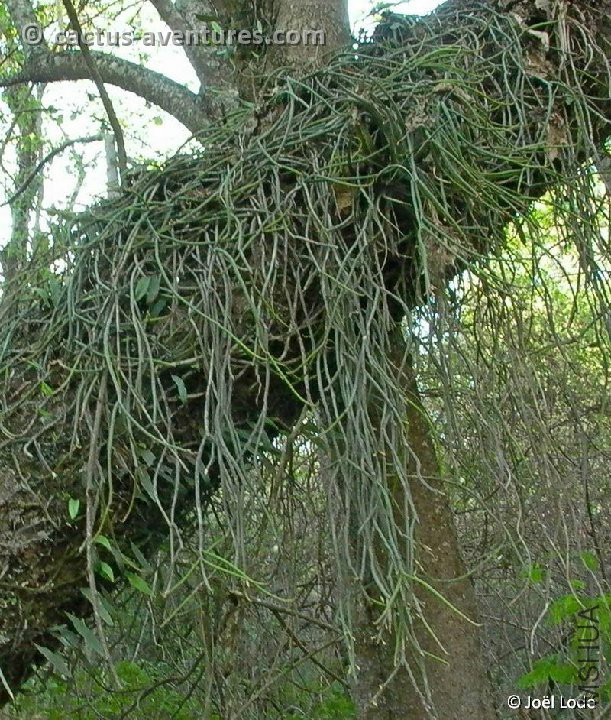Rhipsalis floccosa ssp_ tucumanensis La Caldera Salta Argentina JL.jpg