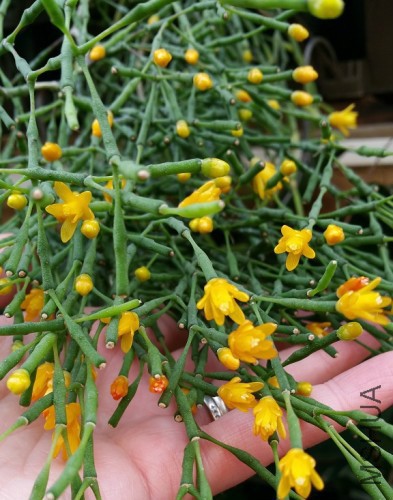 Rhipsalis hatiora salicorniodies3-max-500.jpg