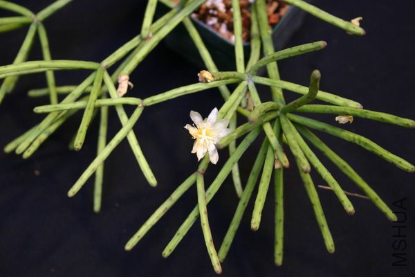 Rhipsalis neves-armondii.jpg