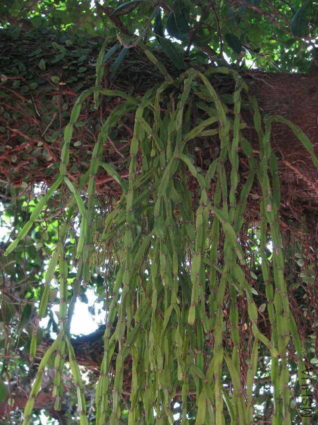 Rhipsalis_paradoxa.jpg