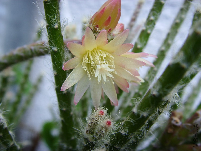 Rhipsalis_pilocarpa,_flowering_01.jpg