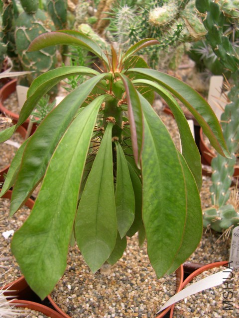 rhodocactusgrandifolium_resize-vi.jpg
