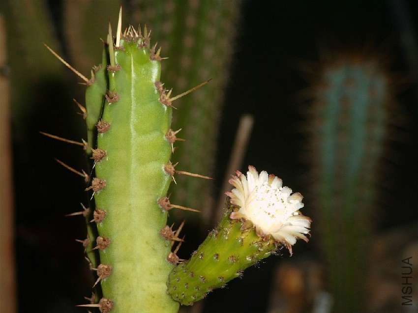 Samaipaticereus corroanus 20050815 IV.jpg