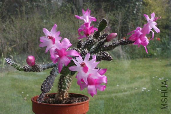 0215_Schlumbergera-opuntioidesfl.jpg