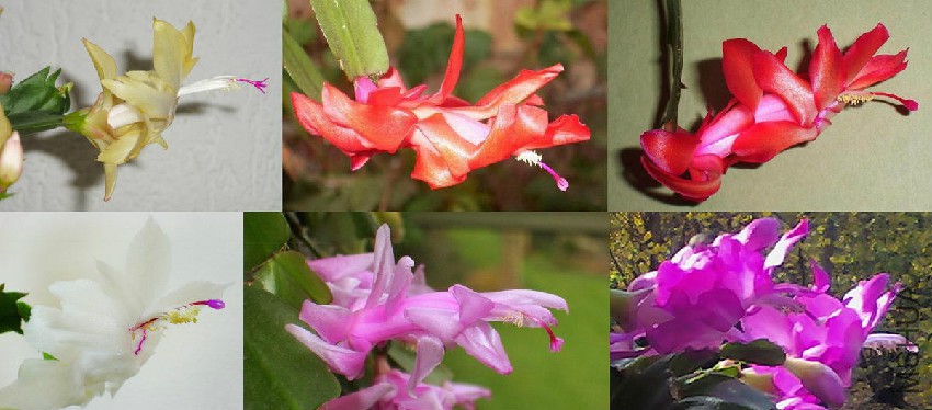Schlumbergera_cultivars_variation.jpg