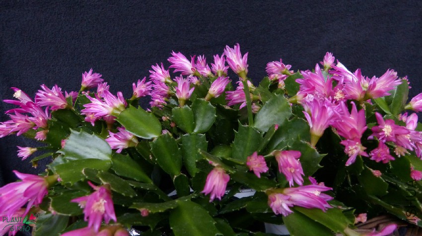 schlumbergera_wild_cactus_plant.jpg