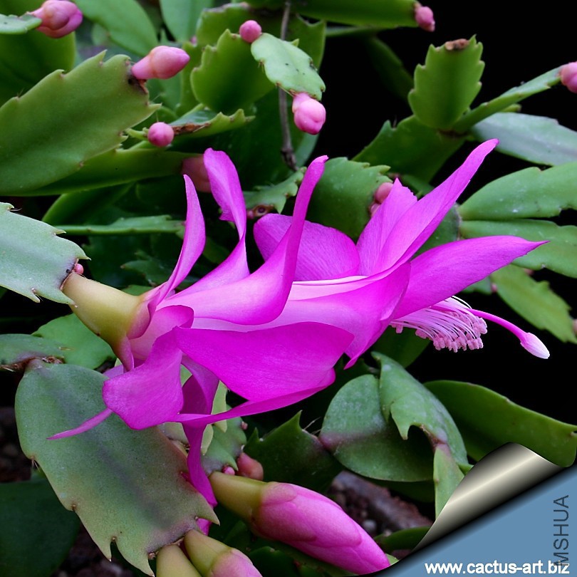 Zigocactus_violet_810.jpg